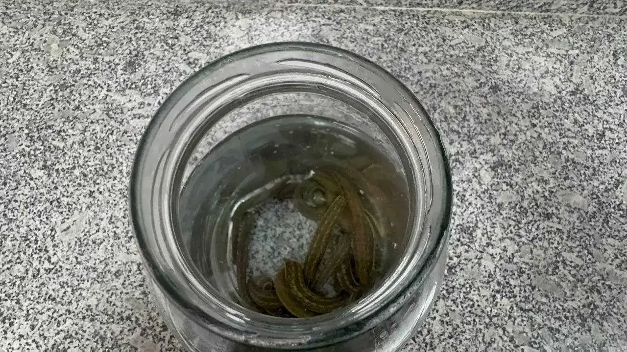 Türkiye’nin Tıbbi Sülük Üssü Eğirdir’de: Dünyaya Örnek Oluyor! 6